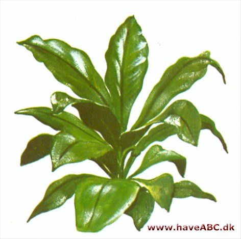 Fugleredebregne - Asplenium nidus Fugleredebregne - Asplenium nidus