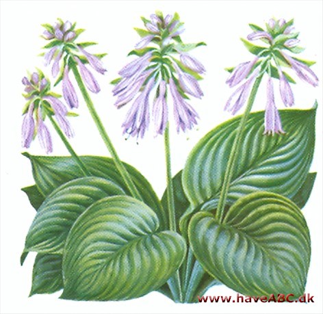 Funkia - Hosta