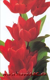 Fusilier - Tulipan, Tulipa