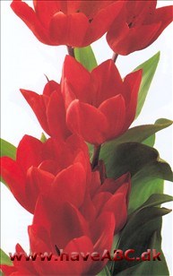 Fusilier - Tulipan, Tulipa Fusilier - Tulipan, Tulipa