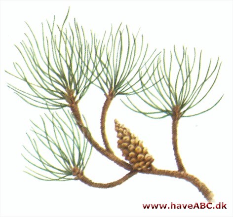 Fyr - Pinus