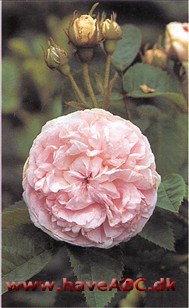 Det er forståeligt, at forædleren Par­mentier blev lykkelig, da han havde drevet den frem, félicité = lykke. En vidunderlig rose, tætfyldt med rosa tin­drende kronblade, der graciøst bøjer sig udad