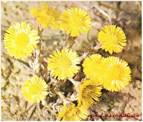 Følfod - Tussilago farfara † Følfod - Tussilago farfara †