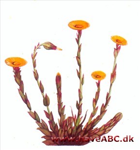 Følfod - Tussilago farfara Følfod - Tussilago farfara