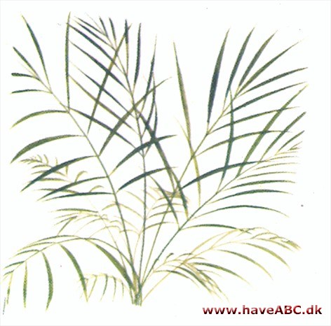 Fønikspalme - Phoenix canariensis Fønikspalme - Phoenix canariensis