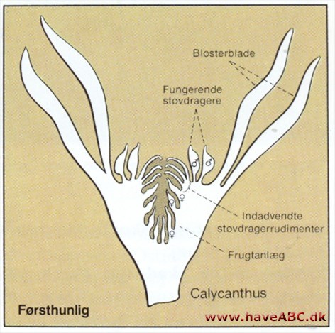 Førsthunlighed Førsthunlighed