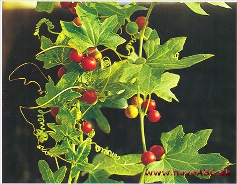 Galdebær - Bryonia alba cretica (dioica) †
