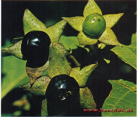 Galnebær - Atropa belladonna †