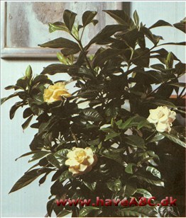 Gardenia - Gardenia jasminoides Gardenia er en vanskelig plante, og den kræver omhyggelig pasning, og man får belønningen i form af en smuk stueplante med blanke mørkegrønne blade og fyldte, mælkehvide, stærkt duftende blomster.