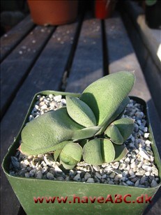 Gasteria