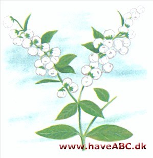 Gaulnettya - Gaultnettya wisleyensis Gaulnettya - Gaultnettya wisleyensis