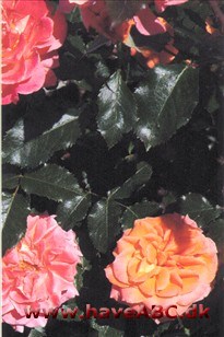 Blomsterne, der udvikles i juni og fremefter, er mellemsto­re, halvfyldte (20 kronblade), orange og moderat ... Se mere her ...