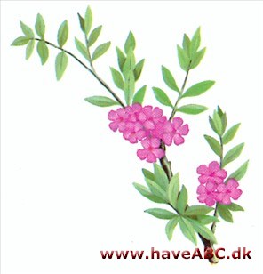 Gedeblad - Lonicera Gedeblad - Lonicera