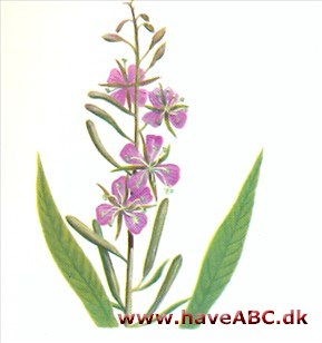 Gederams - Epilobium angustifolium 2 Gederams - Epilobium angustifolium 2