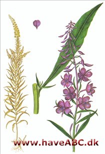 Gederams - Epilobium angustifolium Gederams - Epilobium angustifolium