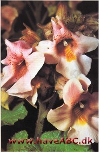 Gemsehorn - Martynia louisiana (syn. Proboscidea jussieui)
