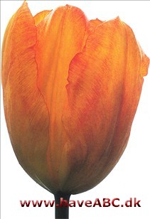 Generaal de Wet - Tulipan, Tulipa