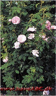 En meget smuk rose med højst feminin udstråling. Udseendet rimer dårligt med navnet efter en general, som ud­mærkede sig såvel under den franske revolution, som da han havde befalin­gen over ...