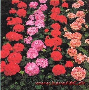 Generelt om Pelargonium slægten Generelt om Pelargonium slægten
