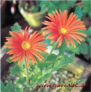 Gerbera - Gerbera hybrider (jamesonii x viridiflora)