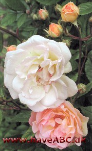 De små, halvfyldte, lysegule blomster med abrikos og rosa anstrøg er samlet i stande med 10-20 blomster. Blomsterne udvikles i ...Se mere her ...