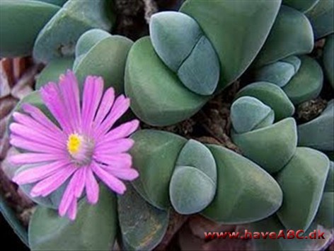 Gibbaeum Gibbaeum