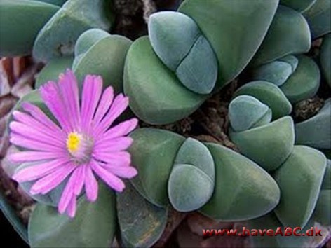 Gibbaeum