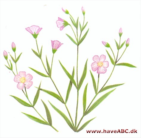 Gipsurt - Gypsophila Gipsurt - Gypsophila