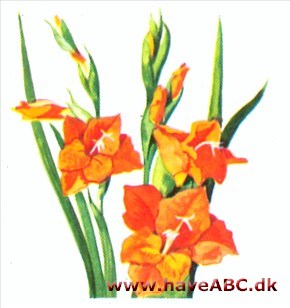 Gladiolus - Gladiolus