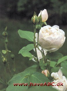 De stærkt duftende, hvide, fyldte, 4-6 cm store, skålfor­mede blomster er samlet i ...Se mere her ... 