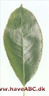 Glansbladet hæg - Prunus serotina