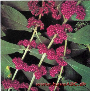 Glasbær - Callicarpa rubella