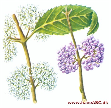 Glasbær - Callicarpa