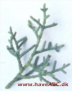 Glat cypres - Cupressus glabra