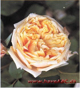 Gloire de Dijon - The Old Glory Rose Når det er varmt, bliver den gule nuance dybere i retning af abrikosorange, og ud på høsten bliver kronbladene stadigt mere rosa. En rose, som ofte påkalder sig superlativer, og ikke uden ...