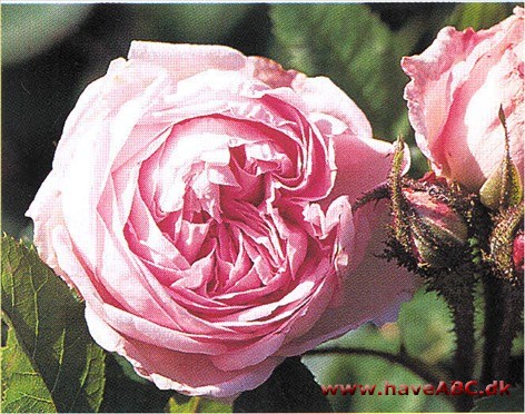 Gloire de Mousseux Gloire står for ære, berømmelse, herlighed, stråleglans ... og rosen svarer fuldt ud til alle betydninger af det franske ord. En virkelig pryd i haven og ..