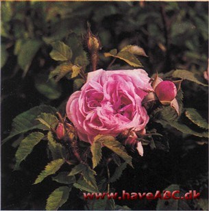 Gloire des Mousseux En ret kraftig og opretvoksende busk med lyse løvblade. Knopperne er tæt besat med lysegrønt mos, blomsterfarven er dybt rosa, som under ...