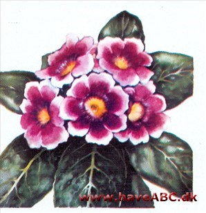 Gloxinia - Sinningia speciosa Gloxinia - Sinningia speciosa