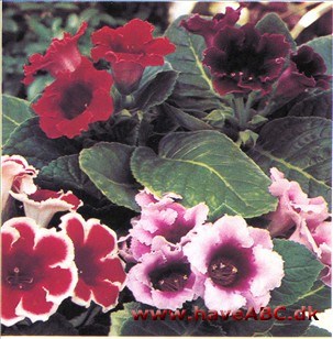 Gloxinie - Sinningia hybrider Gloxinie - Sinningia hybrider