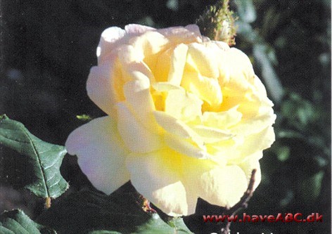 Golden Moss Knoppen er rund og ferskenfarvet. De mellemgule, noget duftende, blomster er store og fyldte (37 kronblade). De udvikles i ...Se mere her ...