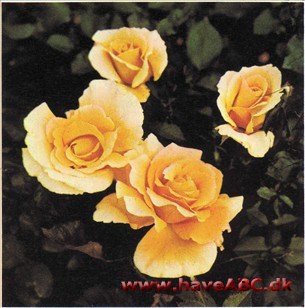 Golden Wave - Dr. A. J. Verhage Golden Wave - Dr. A. J. Verhage