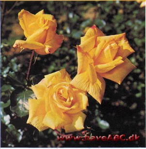 Goldkrone - Gold Crown Goldkrone - Gold Crown