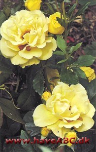 Goldmarie De mørkegule, svagt duftende blomster, der udvikles i juli og fremefter, er fyldte (35 kronblade) og store. De yderste ... Se mere her ...