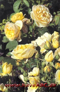 Graham Thomas De mørkegule blomster har lysere, bølgede kronbladrande og et anstrøg af abrikos. De er mellemstore, fyldte (35 kronblade), skålformede, udvikles i ...Se mere her ...