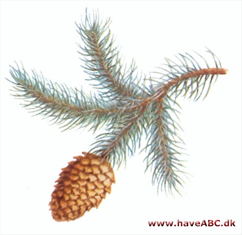 Gran - Picea Gran - Picea