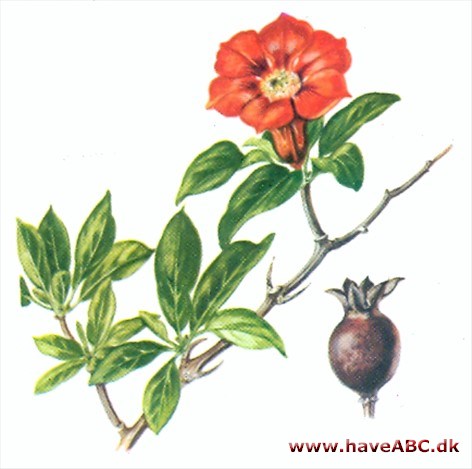 Granatæble - Punica granatum Granatæble - Punica granatum
