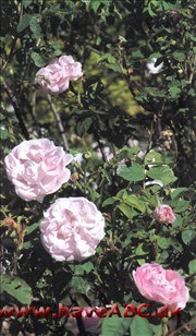 Blomsterne er hvide med pink anstrøg, store, fyldte og stærkt duftende. De udvikles juni-juli. Bladene er grågrønne, og væksten opret. Se mere her ...