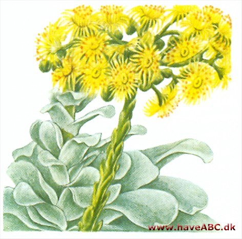 Greenovia - Greenovia Greenovia - Greenovia
