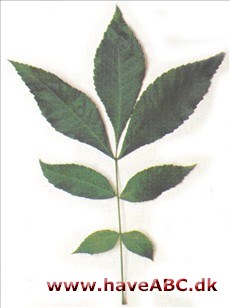 Grovbarket hickory - Carya ovata Grovbarket hickory - Carya ovata
