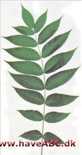 Grå valnød - Juglans cinerea Grå valnød - Juglans cinerea